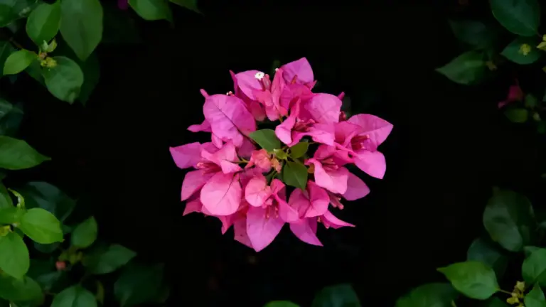 Fiore di bouganville rosa al centro circondato da foglie verdi su sfondo scuro