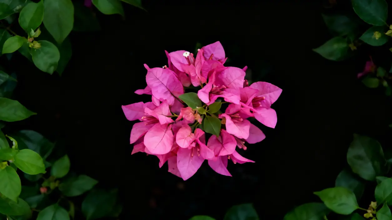 Fiore di bouganville rosa al centro circondato da foglie verdi su sfondo scuro