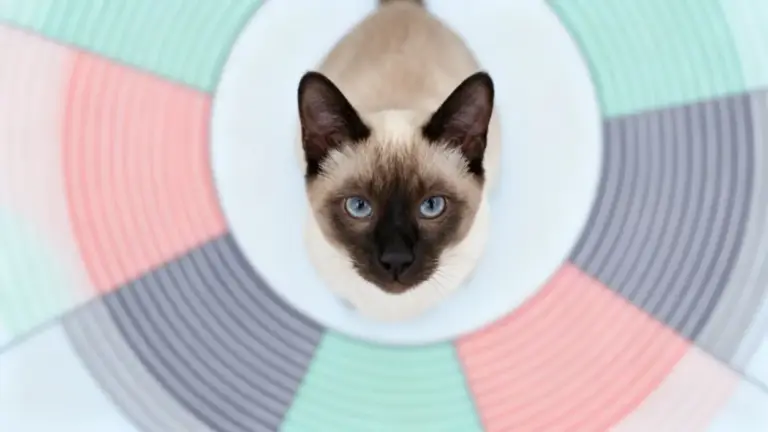 Gatto con occhi azzurri visto dall'alto su sfondo colorato