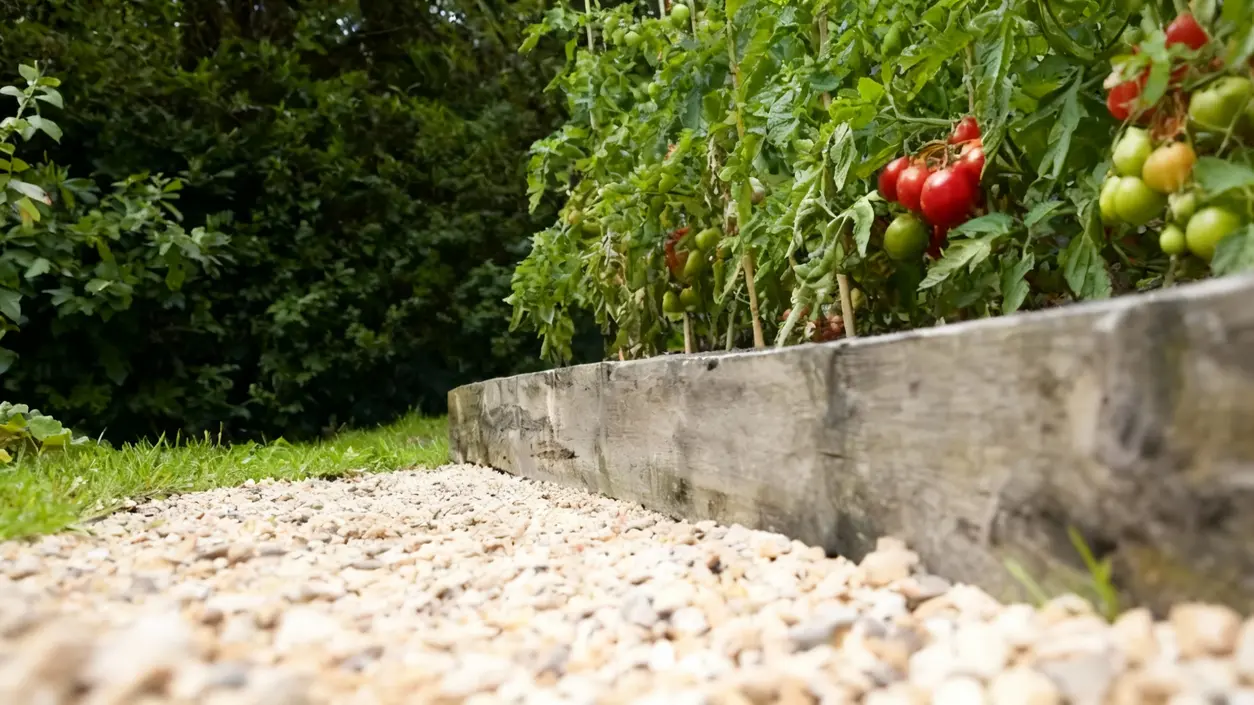 Piante di pomodoro mature in un orto rialzato accanto a un sentiero di ghiaia