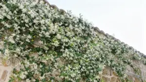 Pianta rampicante con fiori bianchi che copre un muro di pietra