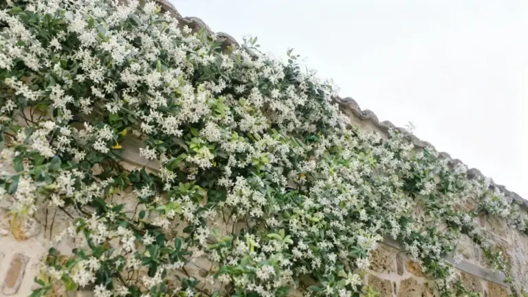 Pianta rampicante con fiori bianchi che copre un muro di pietra