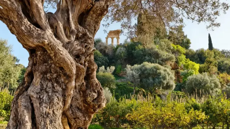 Grande albero secolare in un giardino ornamentale con rovine in lontananza