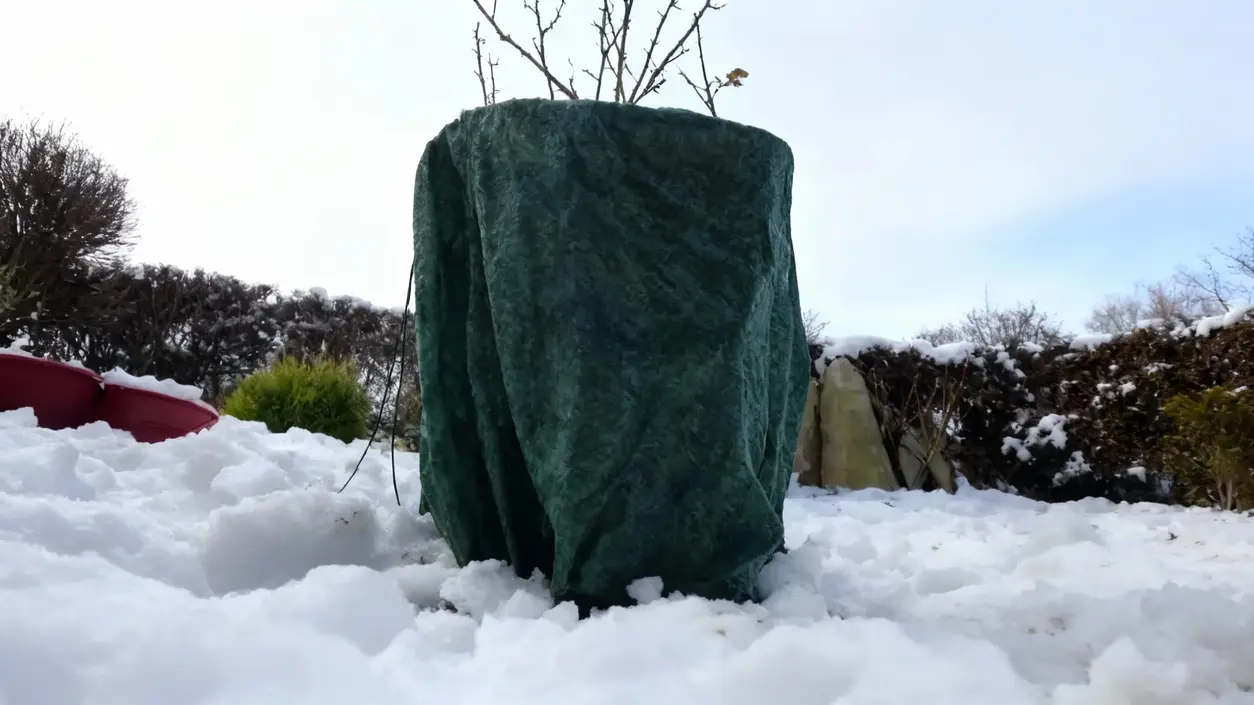 Pianta coperta da un telo verde per protezione dal gelo in un giardino innevato